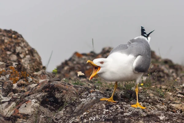 Pájaro gaviota con pico abierto en una roca tratando de atrapar comida — Foto de Stock