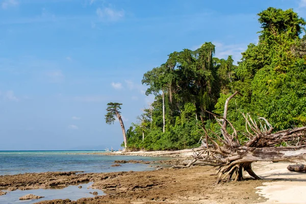 Пляж и море джунглей на острове Хавалок Андаманс Индия Тропические джунгли на берегу моря Береговая линия — стоковое фото