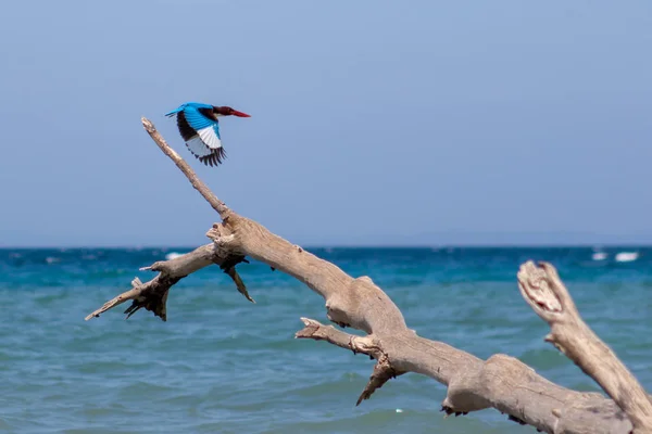 Pájaro pescador real despegando de un árbol caído en una playa en la isla de Havelock Andamans India — Foto de Stock