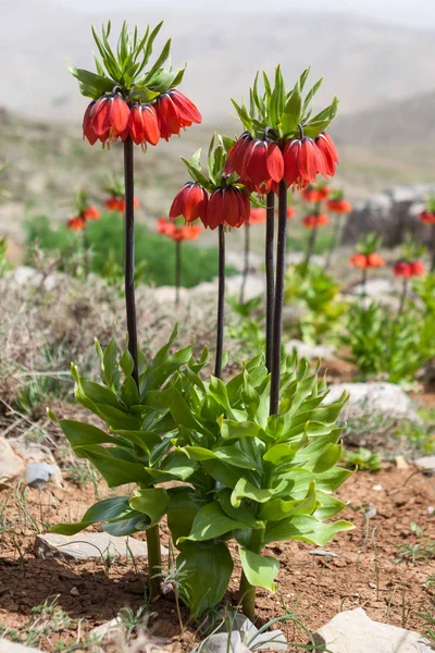 Única flor vermelha fritillaria imperialis em montanhas iranianas — Fotografia de Stock