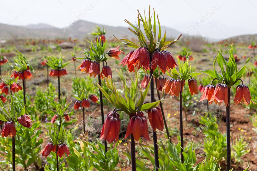 Red fritillaria imperialis flowers in iranian mountains Flowers valley in Iran