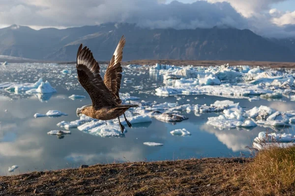 Big bird taking wing above icebergs in Jokulsarlon glacier lagoon Base del glaciar Vatnajokull —  Fotos de Stock