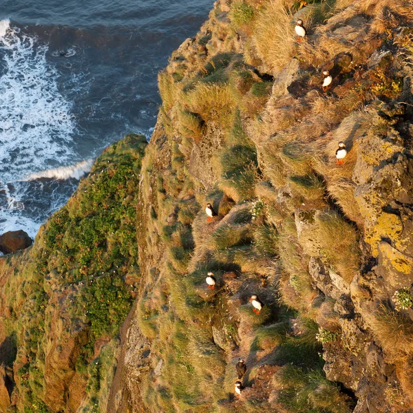 Puffin family resting on the cliff in Vic Southern Iceland Birdwatching of puffins in Iceland — Stock Photo, Image