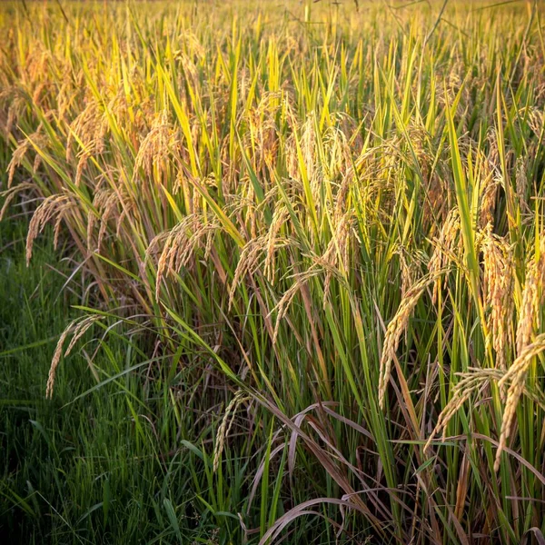 Rice plant growing on aa outdoor field Rape rice plant stems hanging down beautifully Close up of