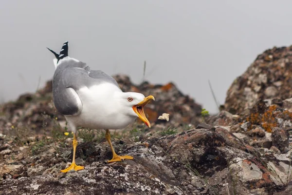 Pájaro gaviota con pico abierto en una roca tratando de atrapar comida Versión 2 — Foto de Stock