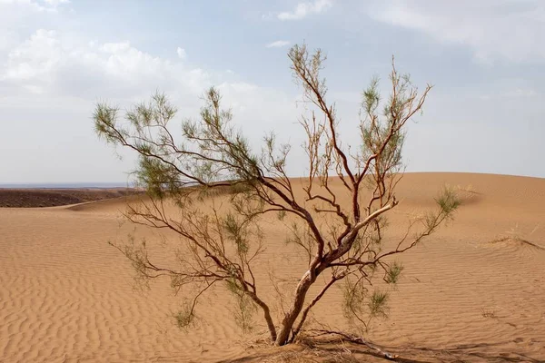 Jediné tamarix strom v poušti Dashte Kavir Írán verze 2 — Stock fotografie