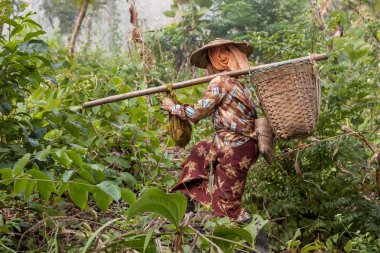 Hsipaw Myanmar 30 Kasım 2014 Palaung kadın Hsipaw içinde yakınındaki ormanda geçen sepeti ile