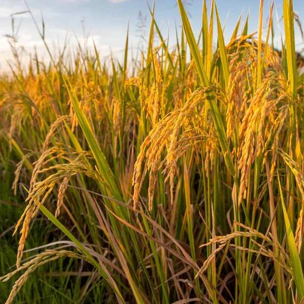 Rice ears hanging down from the stems Golden rice ears lit by the setting sun Harvest of rape rice