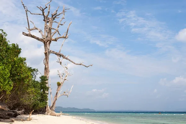 Мертвое дерево в лесу на пляже на острове Хавелок Андаманс Индия Огромное мертвое дерево на берегу моря — стоковое фото