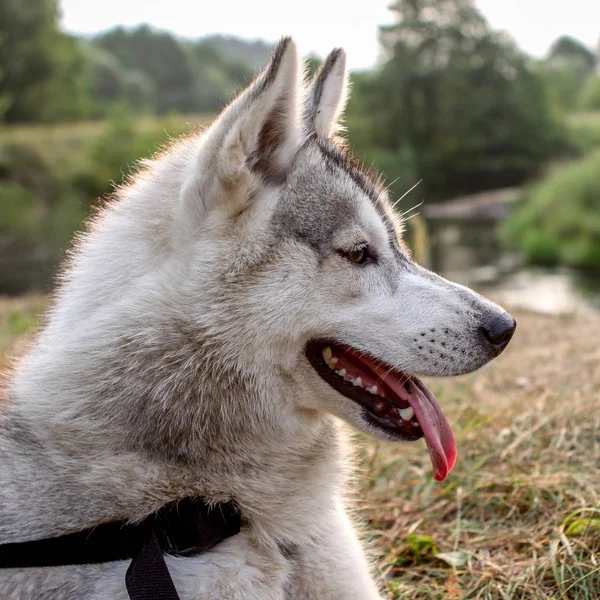 Husky dog portrait near river in green forest Version 2 — Stock Photo, Image