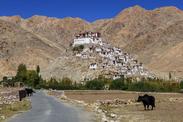 Gompa monasterio budista tibetano en Ladakh Norte de la India Camino que conduce al monasterio budista con —  Fotos de Stock