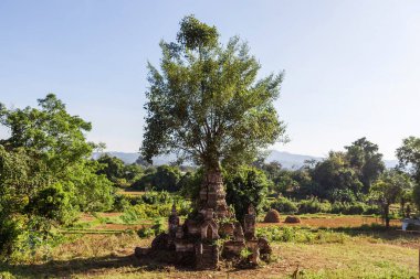 Green tree growing through bricks of ancient Pagoda in Hsipaw, Myanmar. Old buddhist stupa and vegetation. Beautiful Burmese countryside landscape.