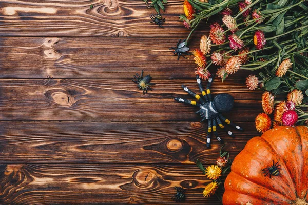 Cadılar Bayramı konseptiyle taze kabak, örümcekler ve böcekler çiçekler ile. Şeker ya da numara yukarıdan görünüm