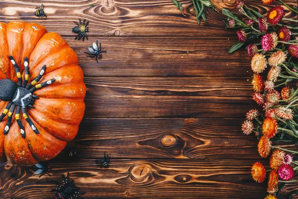 Cadılar Bayramı konseptiyle taze kabak, örümcekler ve böcekler çiçekler ile. Şeker ya da numara yukarıdan görünüm