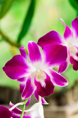 Closeup Dendrobium sonia orkide çiçek beyaz-mor üzerinde bulanıklık yeşillik arka plan.bahçede güzel orkide çiçek.