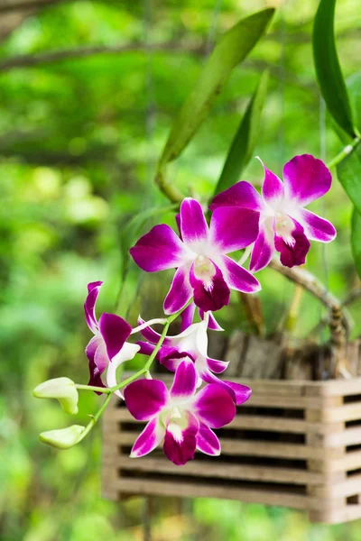 Dendrobium Sonia Orchird Fiore Bianco Viola Sopra Sfocatura Fuori Verde — Foto Stock
