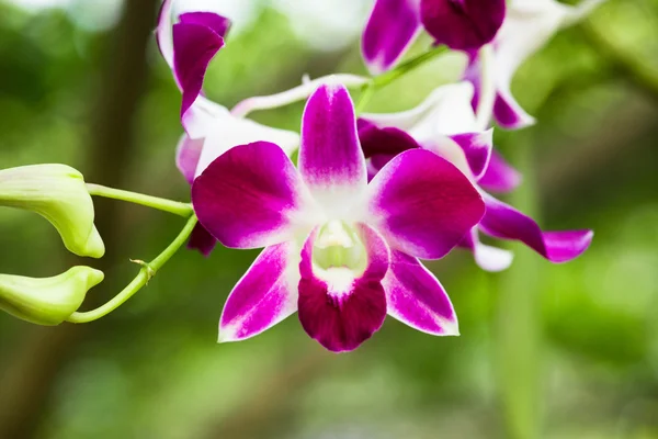 Primo Piano Dendrobium Sonia Orchird Flower Bianco Viola Sopra Sfondo — Foto Stock