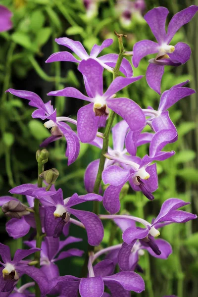 Primo Piano Dendrobium Sonia Orchird Flower Colore Viola Sopra Sfocatura — Foto Stock