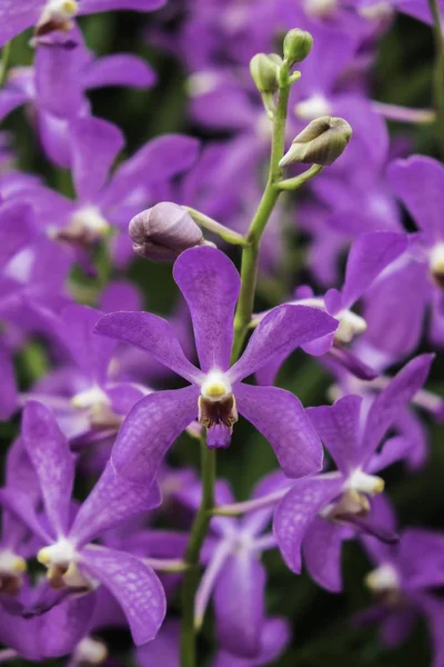 Primo Piano Dendrobium Sonia Orchird Flower Colore Viola Sopra Sfocatura — Foto Stock