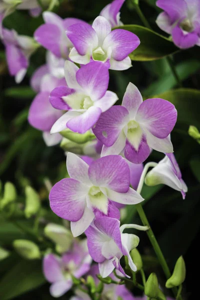 Primo Piano Dendrobium Sonia Orchird Flower Colore Viola Sopra Sfocatura — Foto Stock