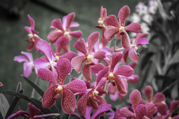 Primo Piano Dendrobium Sonia Orchird Fiore Colore Rosso Sopra Sfocatura — Foto Stock