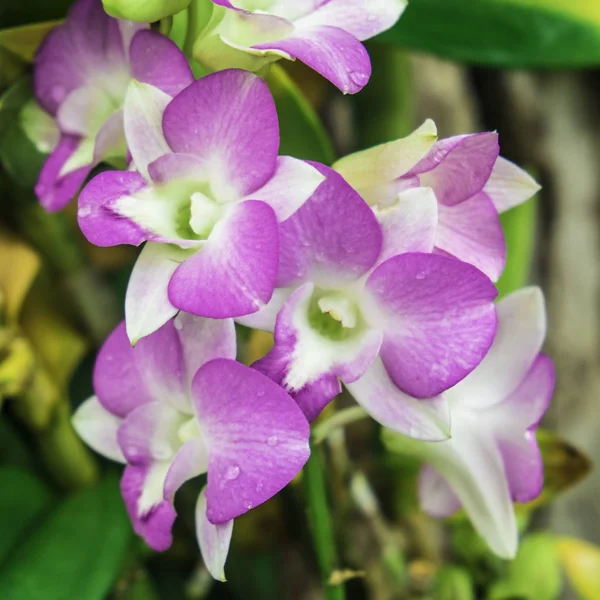 Primo Piano Dendrobium Sonia Orchird Flower Colore Viola Sopra Sfocatura — Foto Stock