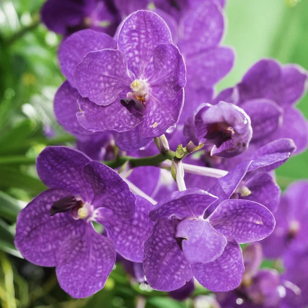 Primo Piano Dendrobium Sonia Orchird Flower Colore Viola Sopra Sfocatura — Foto Stock