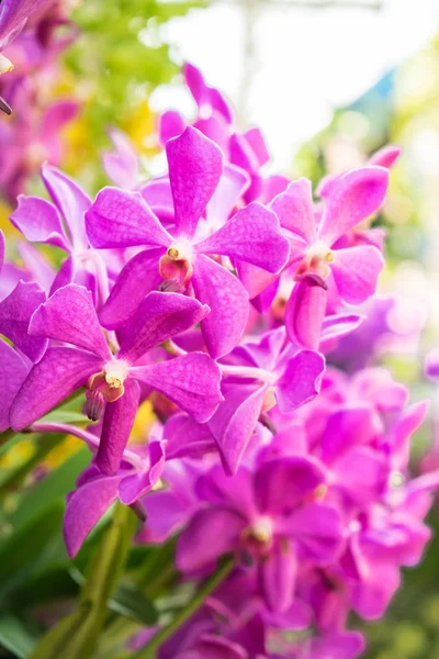 Primo Piano Dendrobium Sonia Orchird Flower Colore Rosa Sopra Sfocatura — Foto Stock