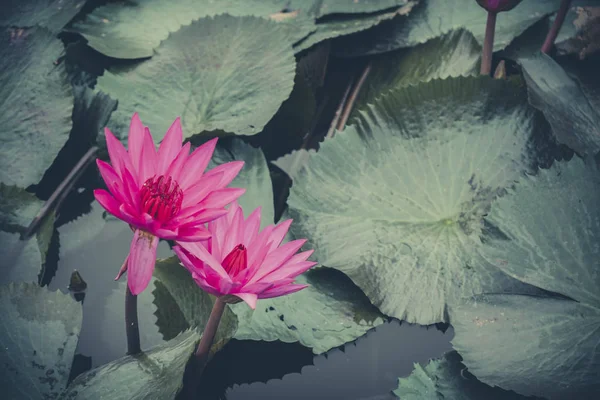 Närbild Vacker Rosa Blomma Med Vintage Färgton Färsk Lotusblomma Och — Stockfoto