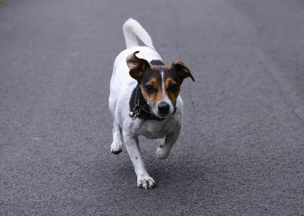 Jack Russell Terrier Running Street — стоковое фото