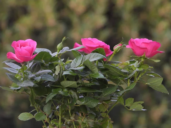 Φυτό Από Τριαντάφυλλα Έναν Κήπο — Φωτογραφία Αρχείου