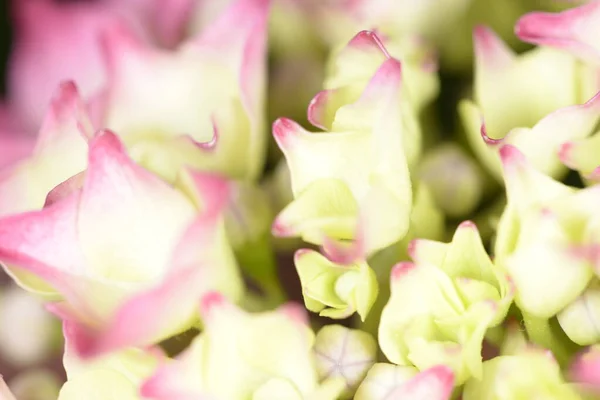 Hydragea Λουλούδι Την Άνοιξη — Φωτογραφία Αρχείου