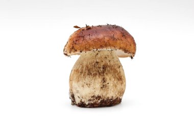 Kirli, soyulmamış, beyaz arka planda izole edilmiş bozuk para çöreği mantarı..