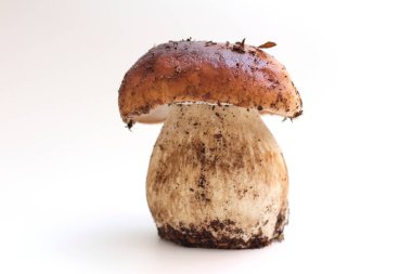 Beyaz bir arka planda izole edilmiş, pis, soyulmamış bir Boletus edulis mantarı..