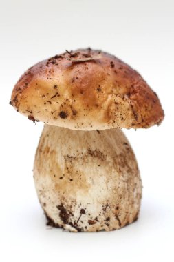 Beyaz bir arka planda izole edilmiş, pis, soyulmamış bir Boletus edulis mantarı..