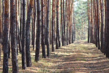 Sonbahar çam ormanında açıklık. Ağaç gövdeleri arasında iz