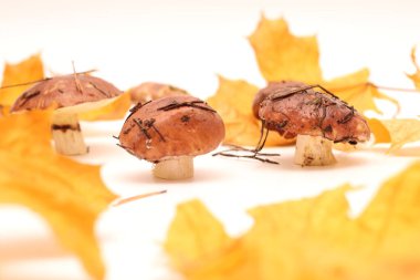 Sarı akçaağaç yapraklı beyaz bir zemin üzerinde izole edilmiş, tüp Suillus mantarlarının üzerinde duran bir avuç kirli, soyulmamış insan. Seçici odak.