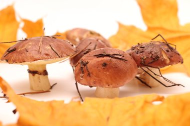 Sarı akçaağaç yapraklı beyaz bir zemin üzerinde izole edilmiş, tüp Suillus mantarlarının üzerinde duran bir avuç kirli, soyulmamış insan. Seçici odak.
