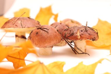 Sarı akçaağaç yapraklı beyaz bir zemin üzerinde izole edilmiş, tüp Suillus mantarlarının üzerinde duran bir avuç kirli, soyulmamış insan. Seçici odak.