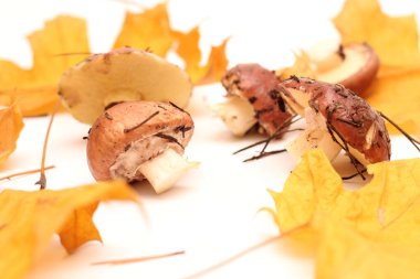 Sarı akçaağaç yapraklı beyaz bir zemin üzerinde izole edilmiş, tüp Suillus mantarlarının üzerinde duran bir avuç kirli, soyulmamış insan. Seçici odak.