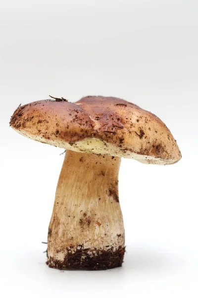 One dirty, unpeeled standing on tube Boletus edulis mushroom isolated on a white background. — Stock Photo, Image