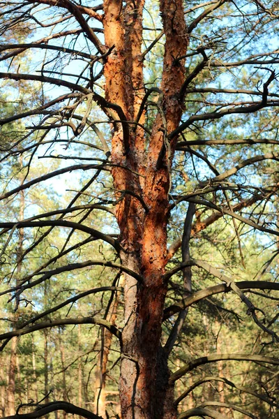 Üç gövdeli yalnız bir çam ağacı.. — Stok fotoğraf