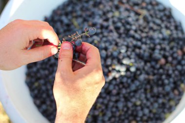 Two hands picking grapes with clusters over a large white bucket of berries. Wine making process
