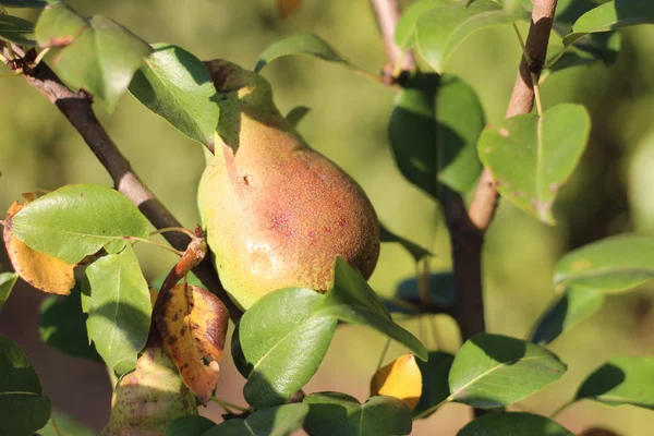 Pera madura colgando de un árbol — Foto de Stock