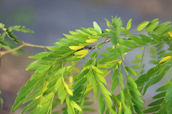 Yellowed acacia leaves. — 스톡 사진