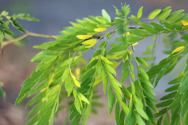 Yellowed acacia leaves. — 스톡 사진