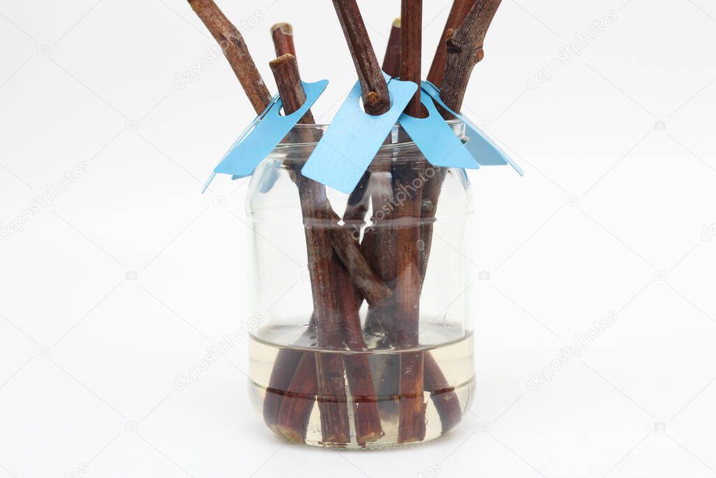 Isolated on a white background grape cuttings in a glass jar with tags. Spring preparations for vineyard expansion. Sprouting vines in the water tank. The process of rooting vines