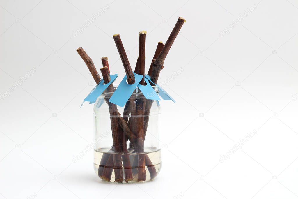 Isolated on a white background grape cuttings in a glass jar with tags. Spring preparations for vineyard expansion. Sprouting vines in the water tank. The process of rooting vines