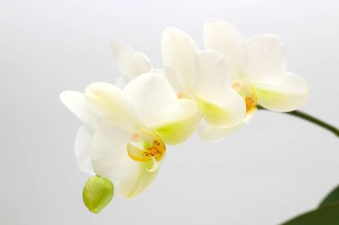 Beyaz arka planda beyaz sarı orkide çiçekleri. Bir tatil kartı için mükemmel bir boşluk.