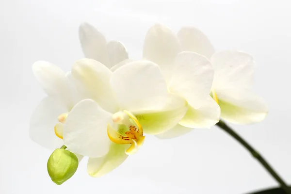 Beyaz Arka Planda Beyaz Sarı Orkide Çiçekleri Bir Tatil Kartı — Stok fotoğraf
